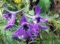 Buttercup-Leaf Larkspur